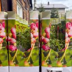 Čučoriedka kanadská (Vaccinium corymbosum) ´PINK LEMONADE´® - neskorá, výška 20-30 cm, P9